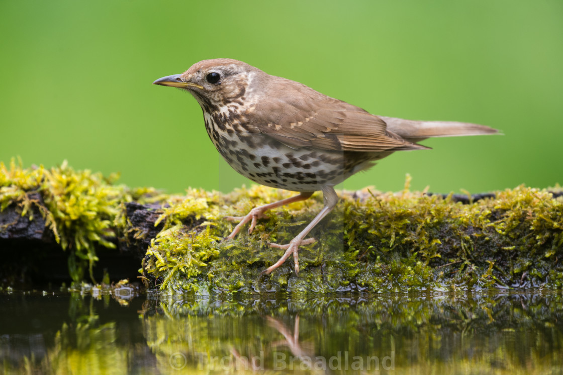 "Song thrush" stock image