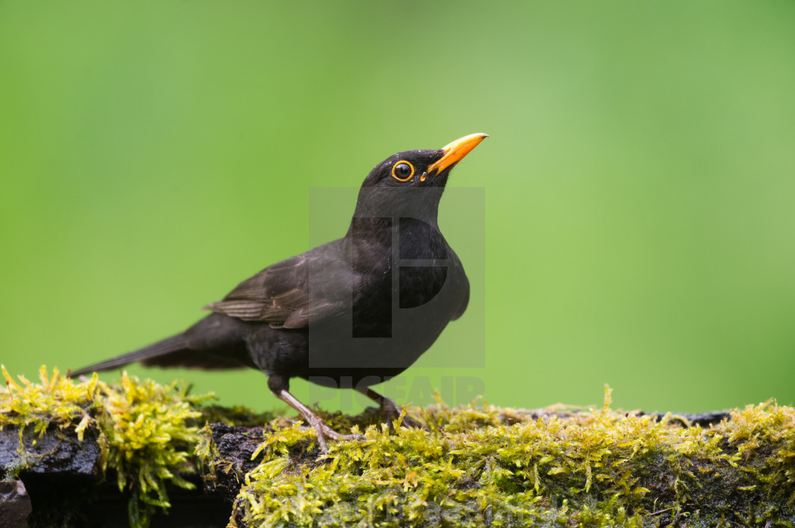 "Common blackbird male" stock image