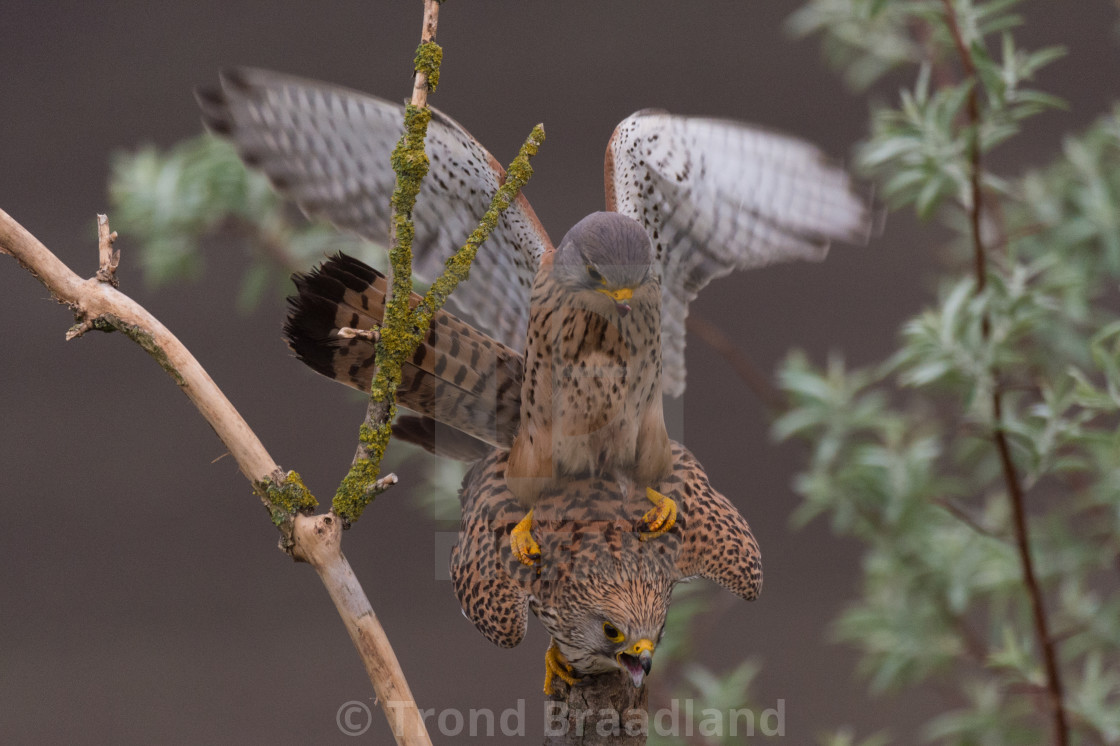 "Common kestrels mating" stock image