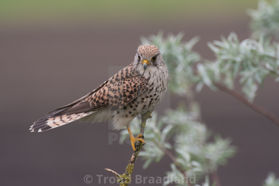 "Common kestrel female" stock image