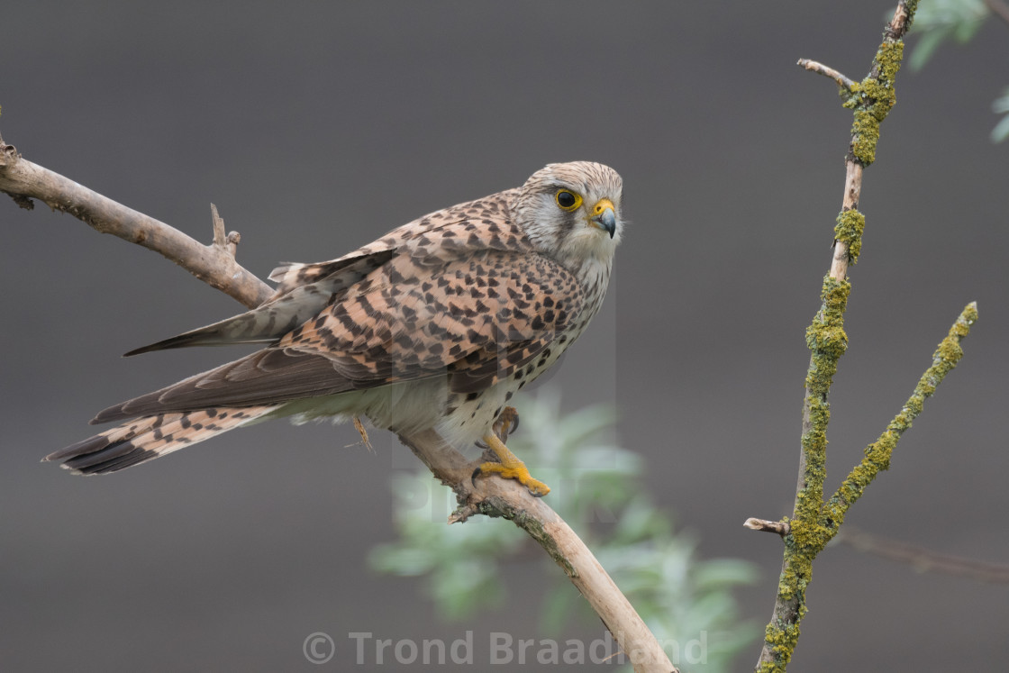 "Common kestrel female" stock image