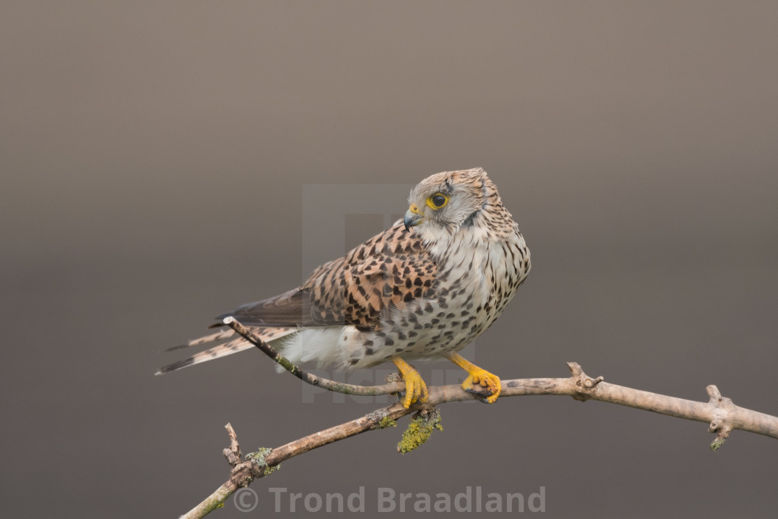 "Common kestrel female" stock image