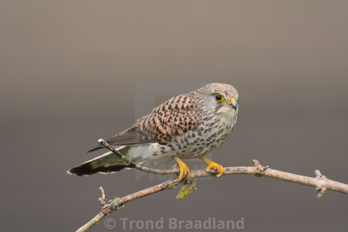 "Common kestrel female" stock image