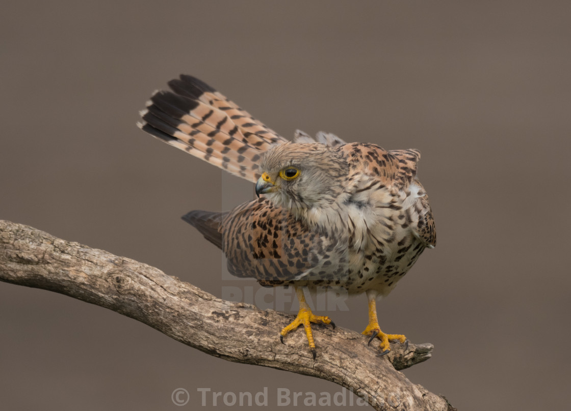 "Common kestrel female" stock image