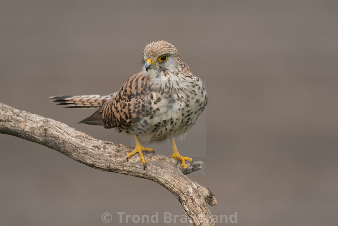 "Common kestrel female" stock image