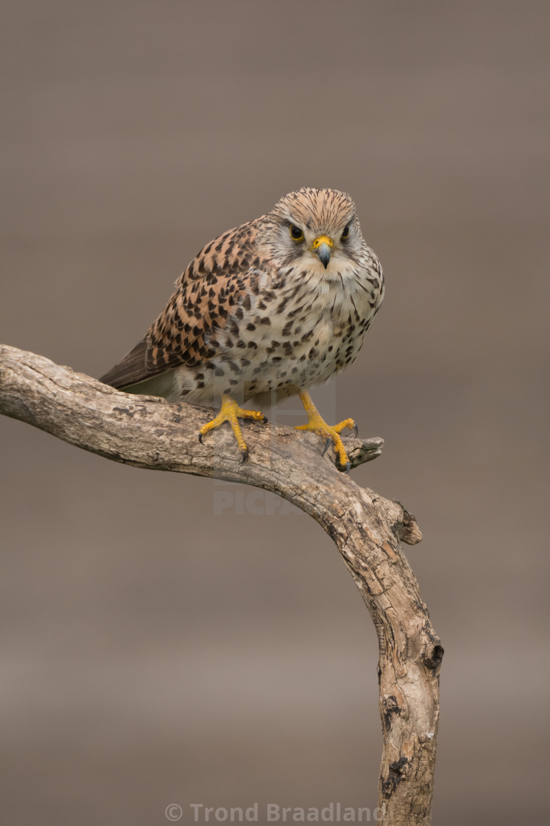 "Common kestrel female" stock image