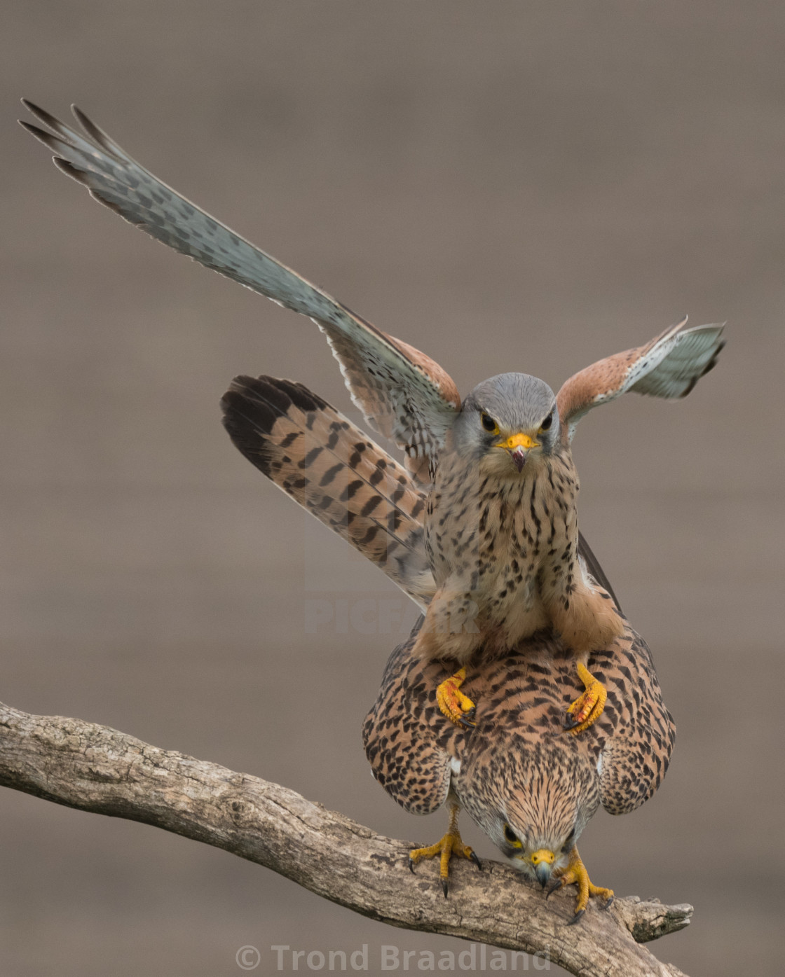 "Common kestrels mating" stock image