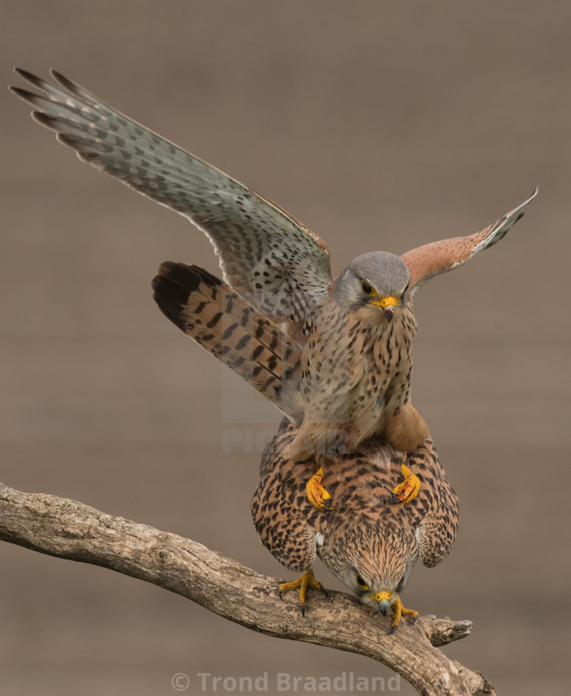 "Common kestrels mating" stock image