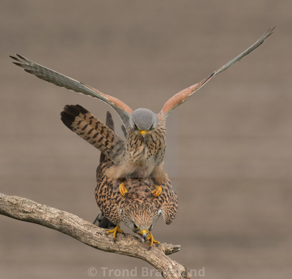 "Common kestrels mating" stock image