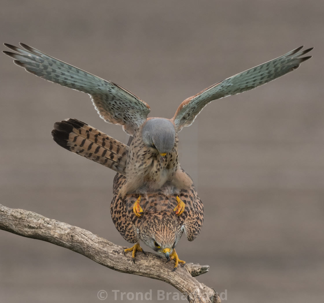 "Common kestrels mating" stock image