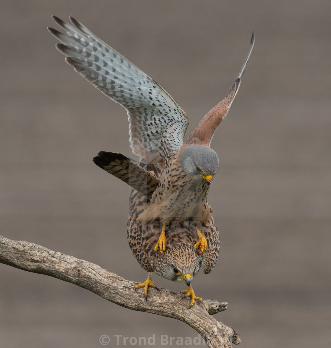 "Common kestrels mating" stock image