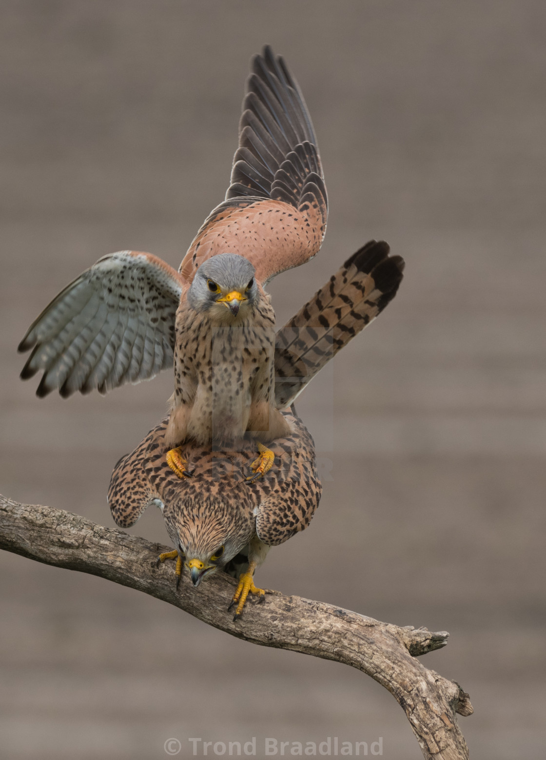 "Common kestrels mating" stock image