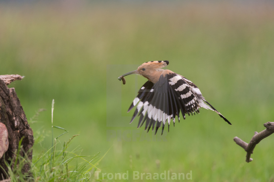 "Eurasian hoopoe" stock image