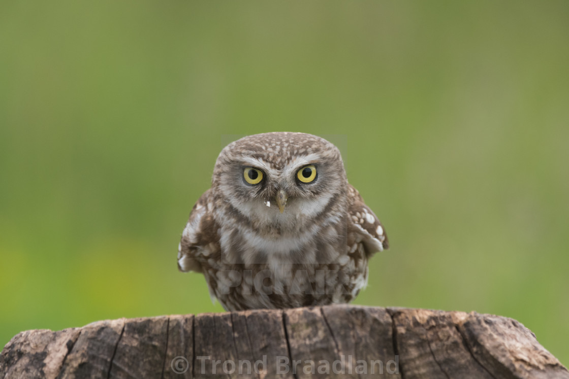 "<little owl" stock image