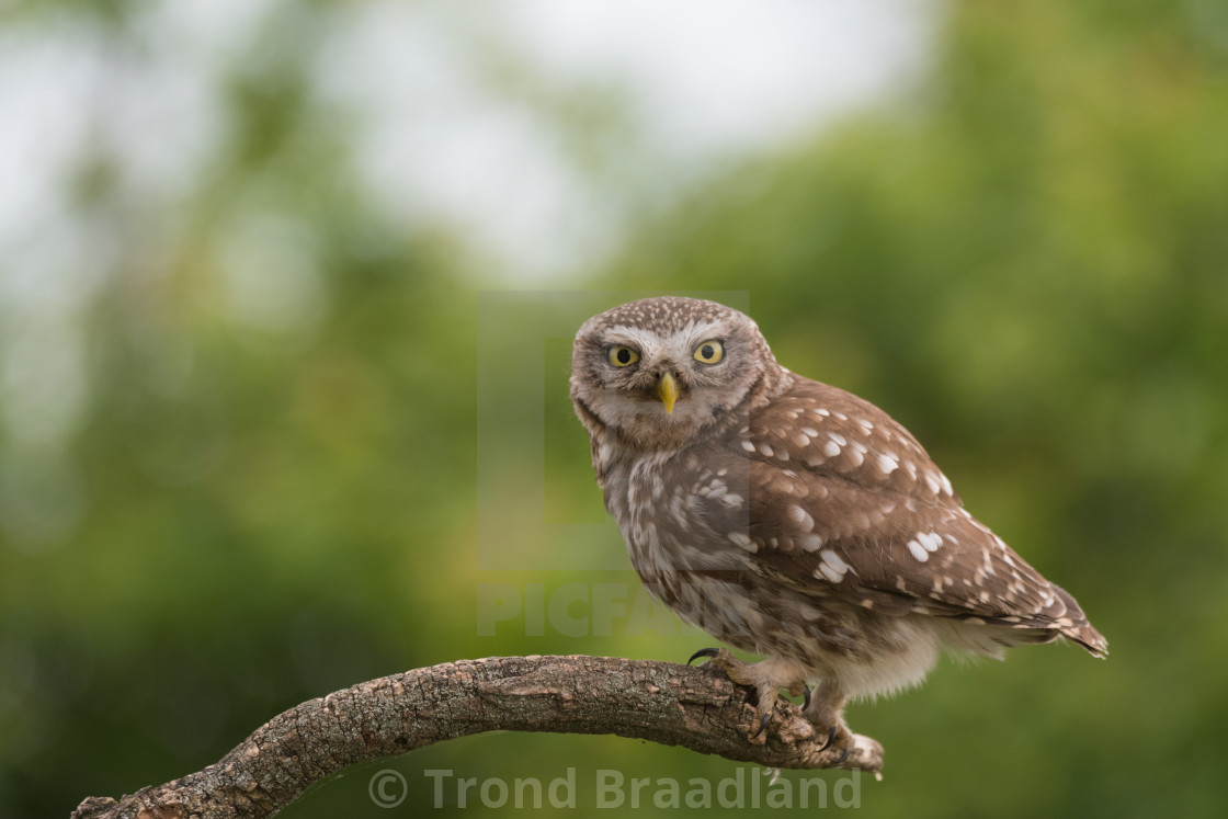 "Little owl" stock image