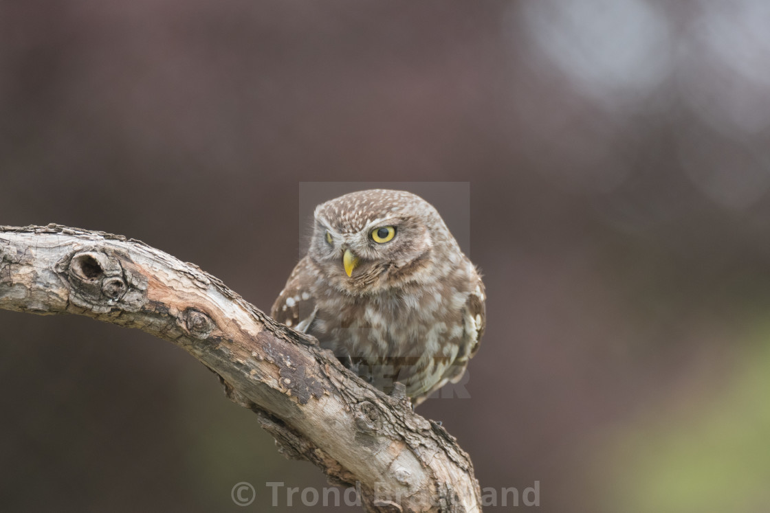 "Little owl" stock image