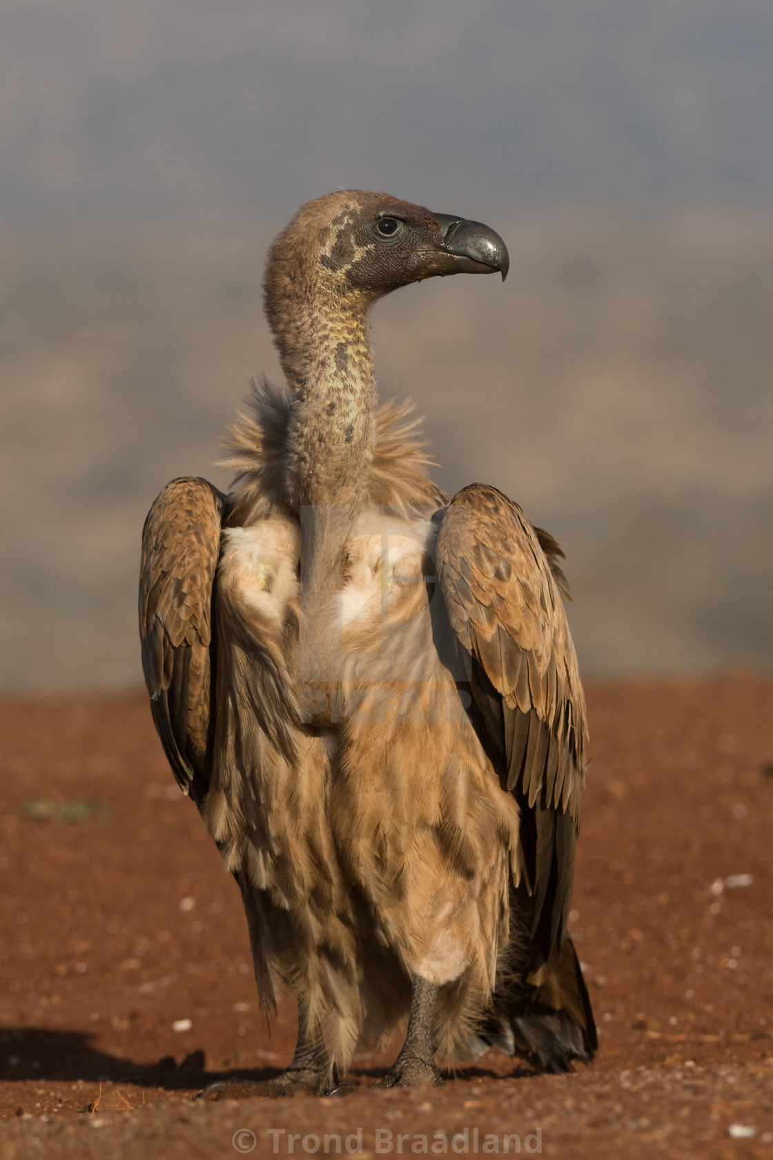 "White-backed vulture" stock image