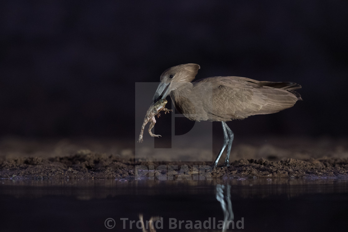 "Hamerkop" stock image