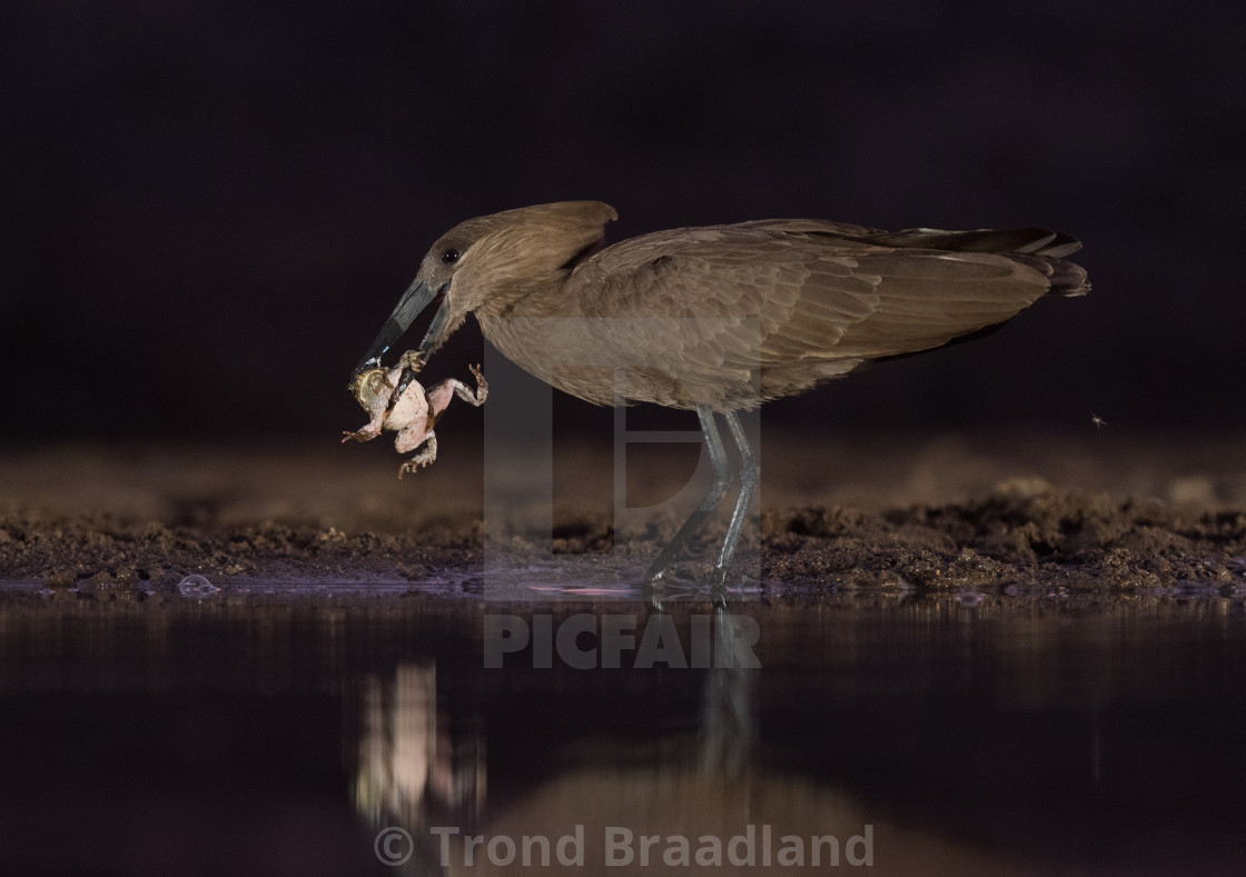 "Hamerkop" stock image