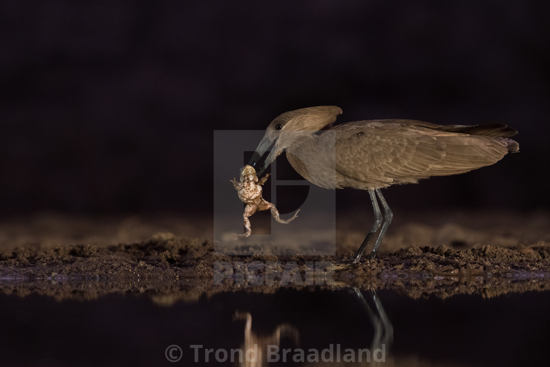 "Hamerkop" stock image