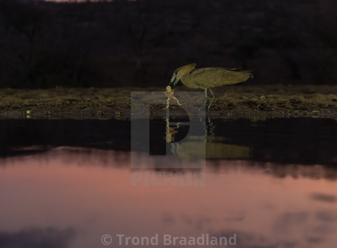 "Hamerkop" stock image