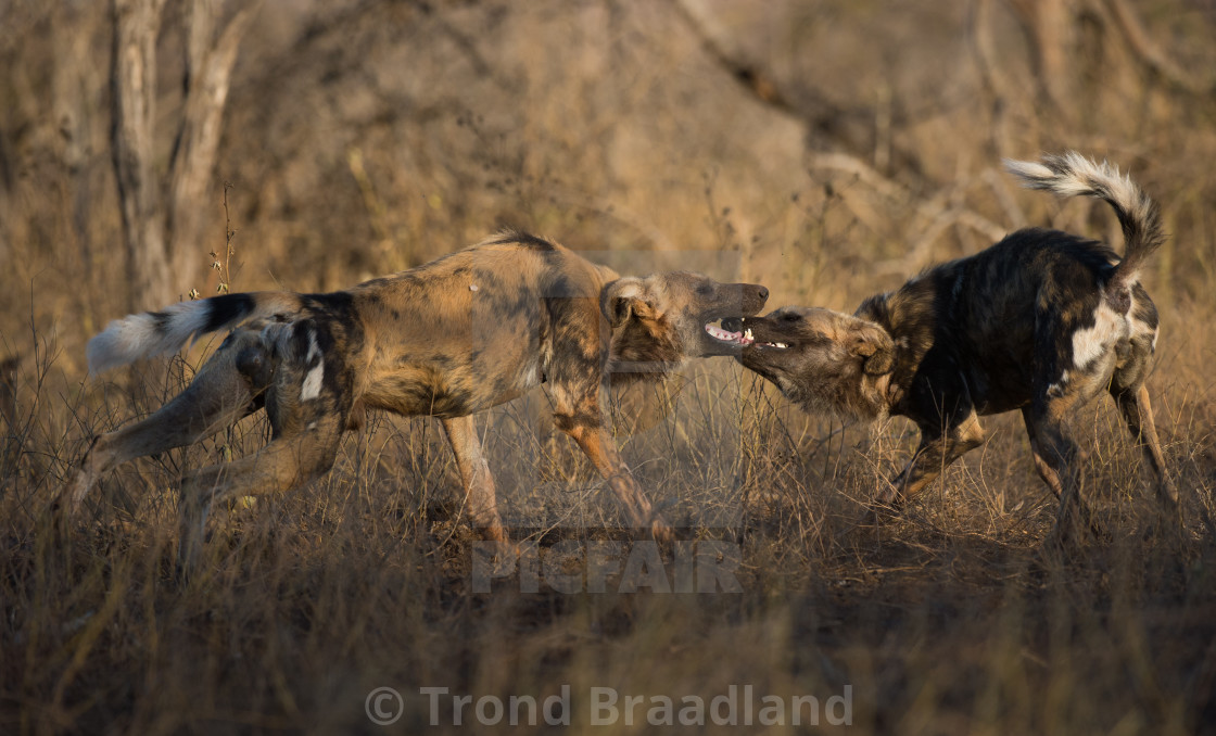 "African wild dogs" stock image