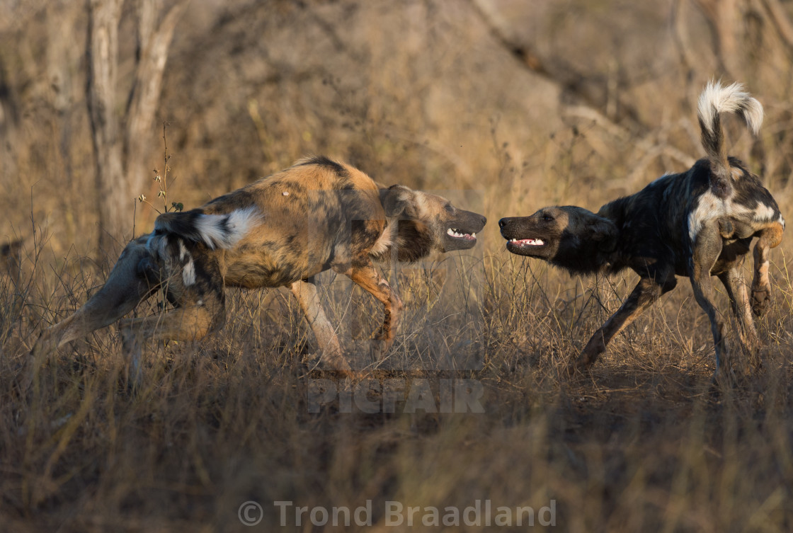 "African wild dogs" stock image