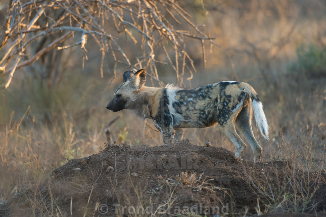 "African wild dog" stock image