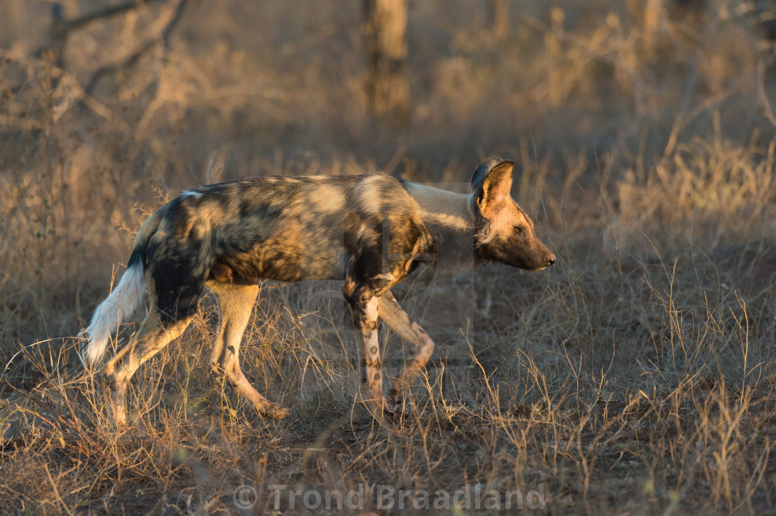 "African wild dog" stock image