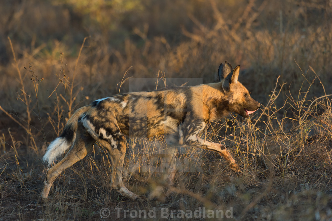 "African wild dog" stock image