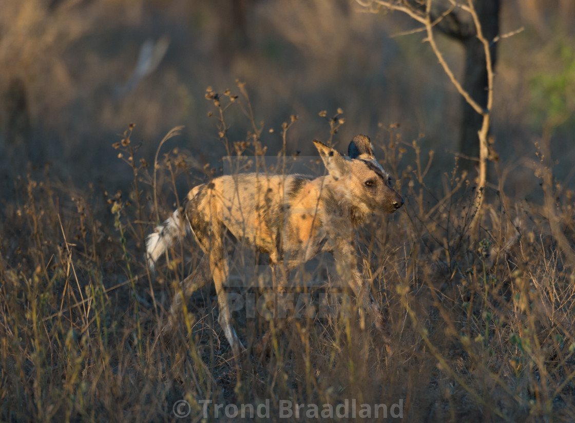 "African wild dog" stock image