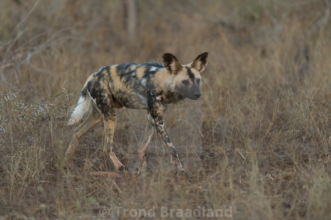 "African wild dog" stock image