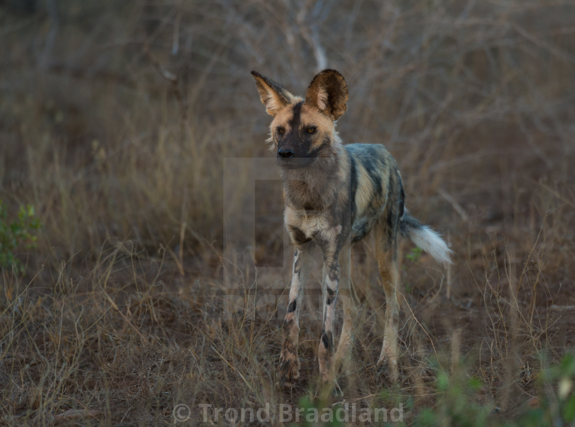 "African wild dog" stock image