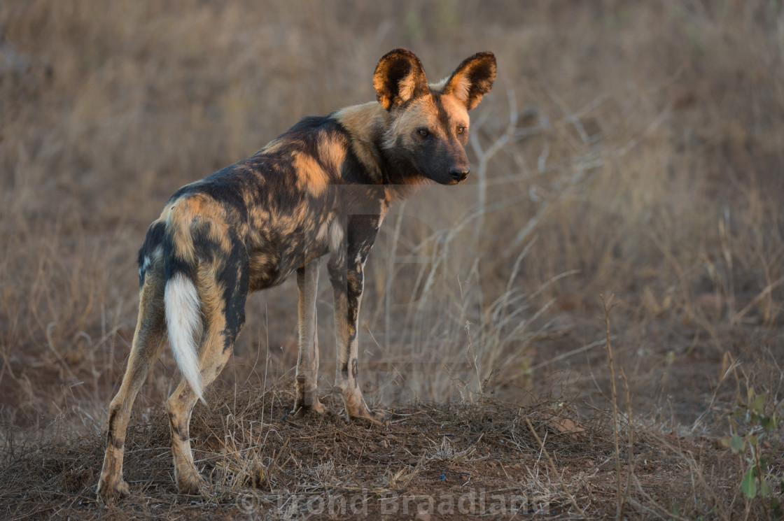 "African wild dog" stock image