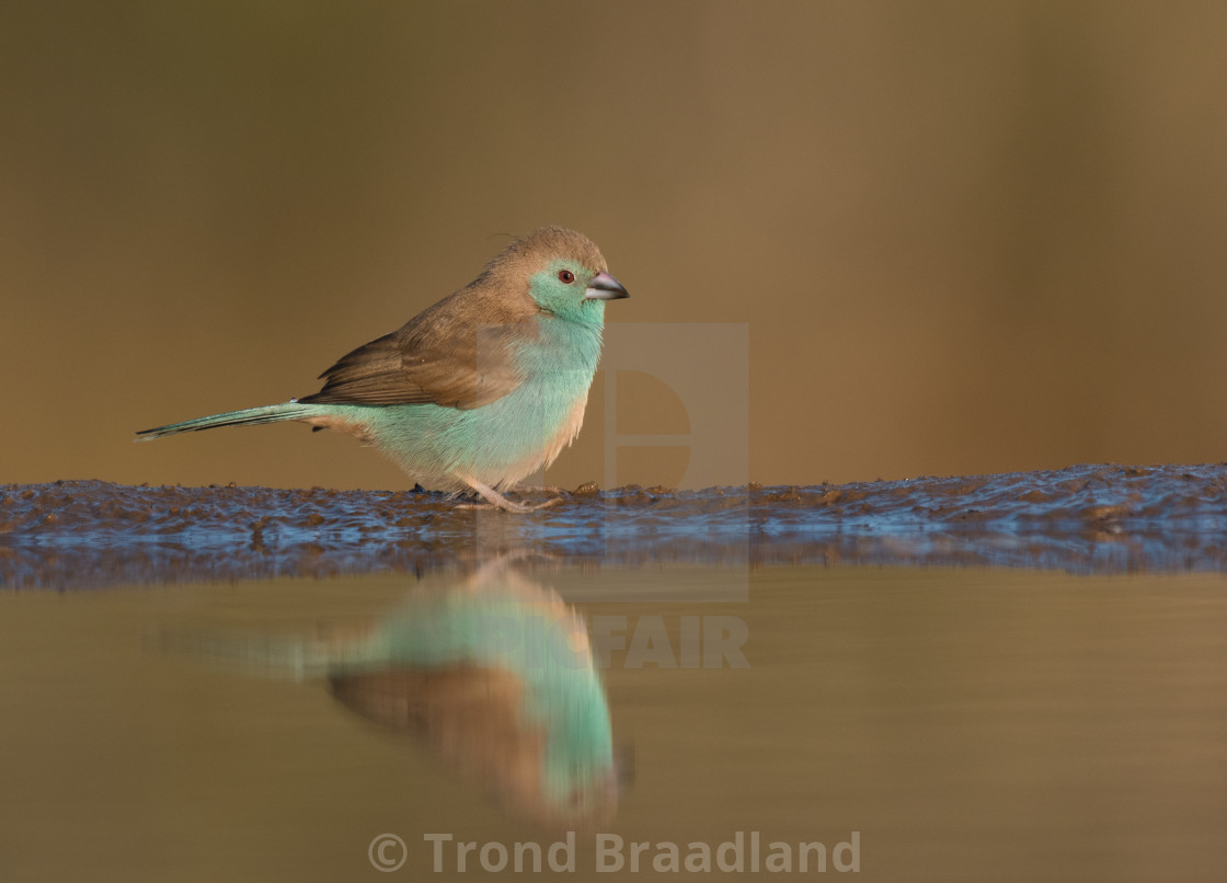 "Blue waxbill" stock image