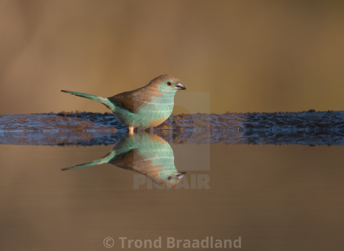 "Blue waxbill" stock image