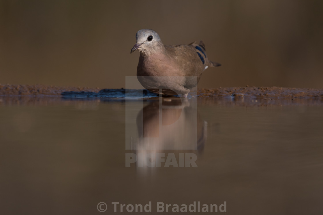"Namaqua dove female" stock image