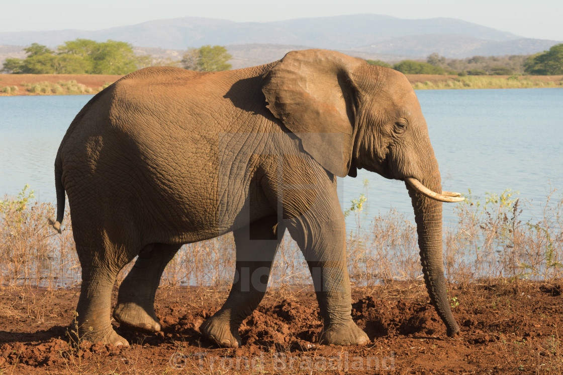 "African bush elephant" stock image