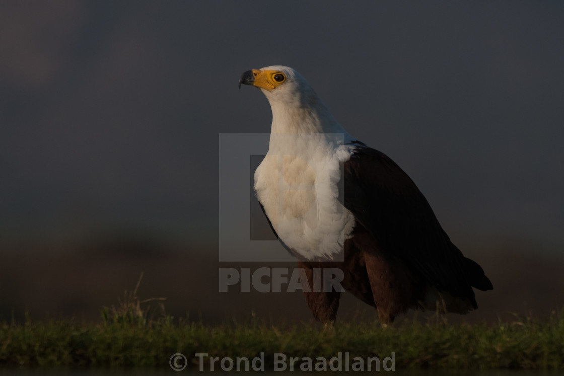 "African fish eagle" stock image