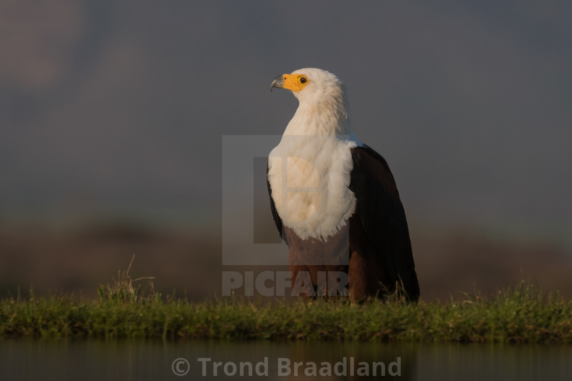 "African fish eagle" stock image