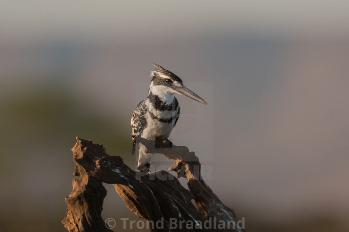 "Pied kingfisher male" stock image