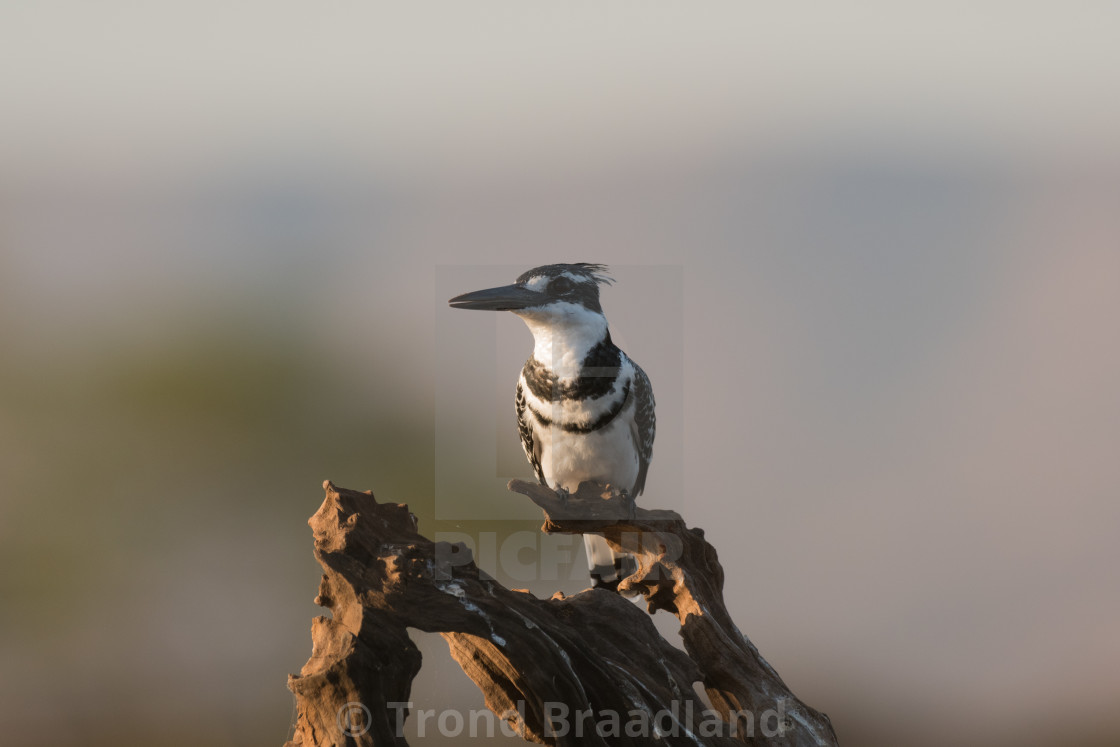 "Pied kingfisher male" stock image