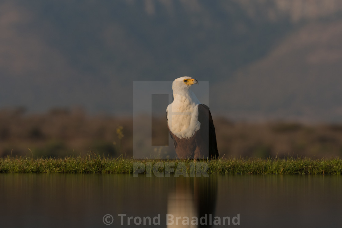 "African fish eagel" stock image