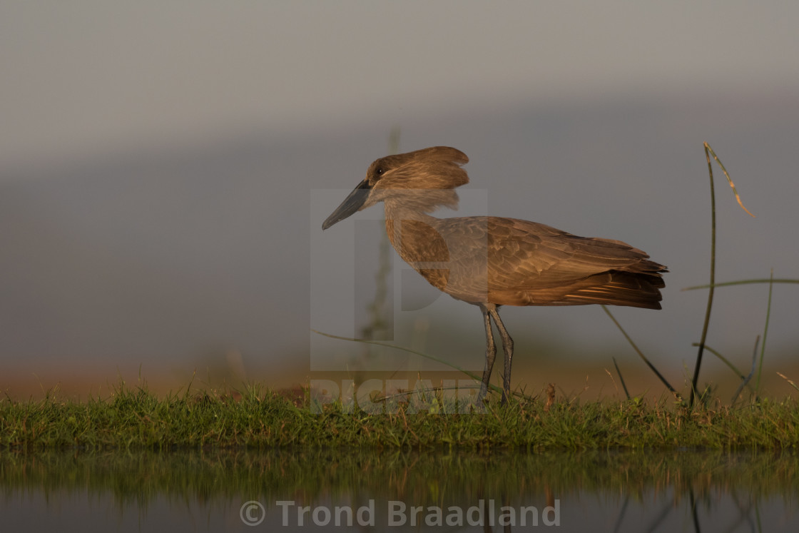 "Hamerkop" stock image