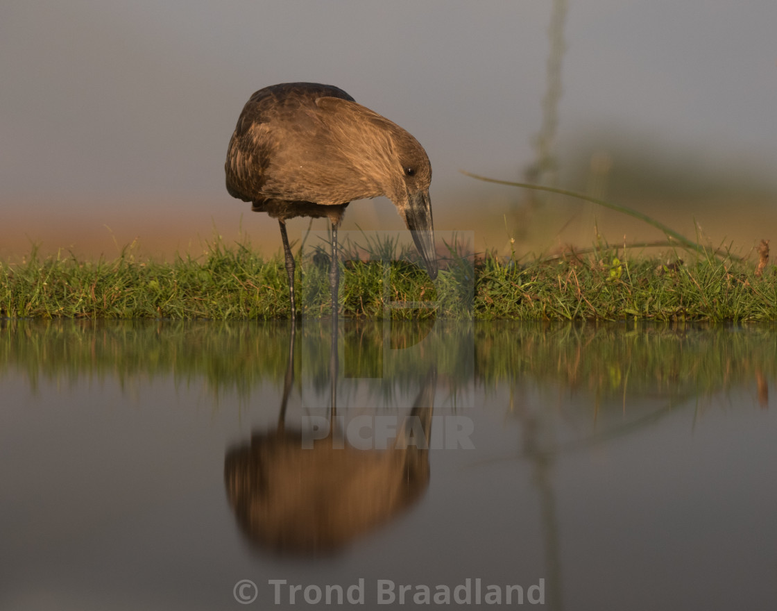 "Hamerkop" stock image