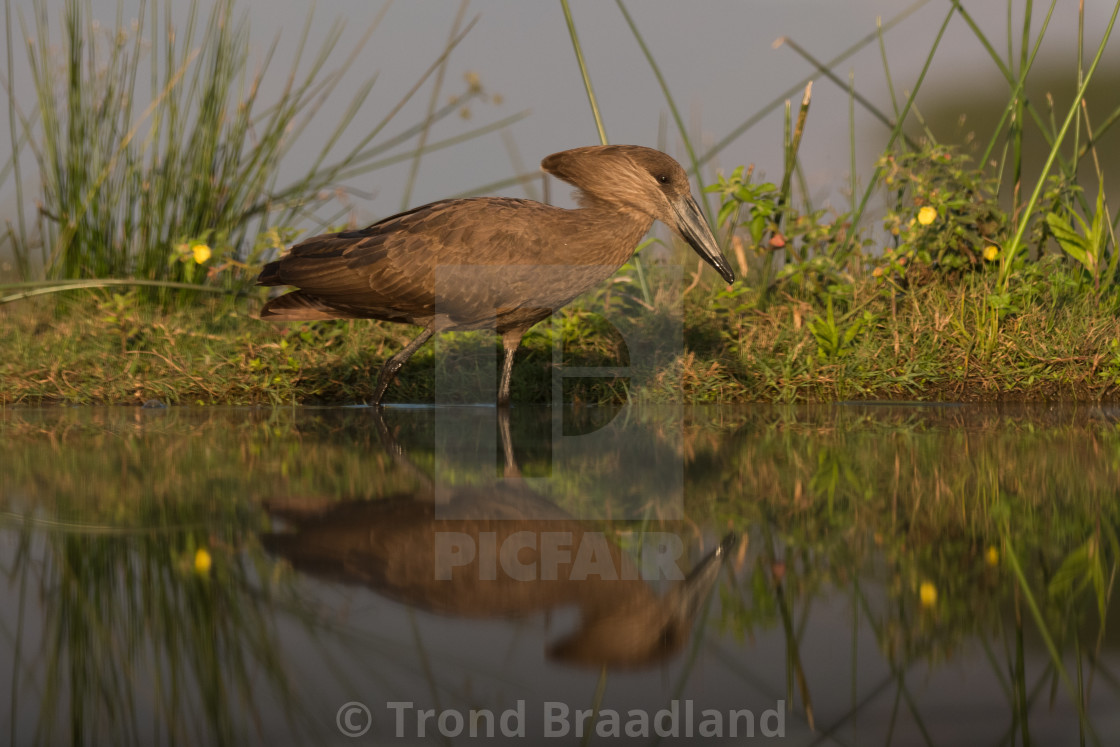 "Hamerkop" stock image