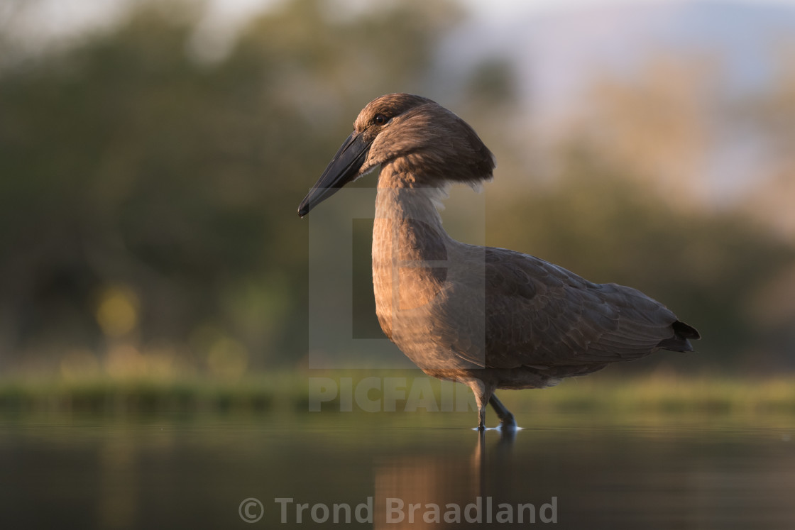 "Hamerkop" stock image