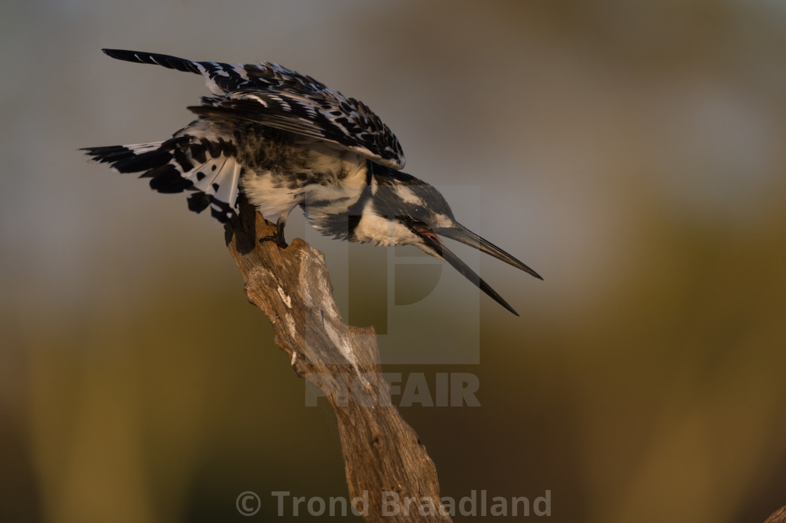 "Pied kingfisher" stock image