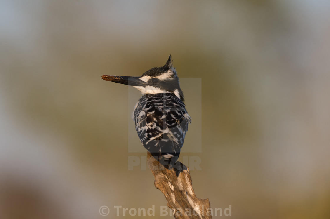 "Pied kingfisher" stock image