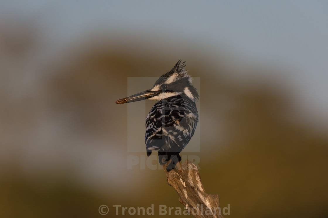 "Pied kingfisher" stock image